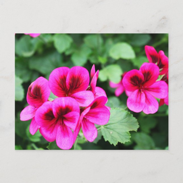 Pink Geranium Postcard (Front)