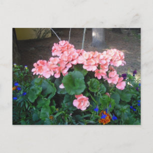 Pink Geranium Postcard