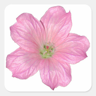 Pink Geranium Square Sticker