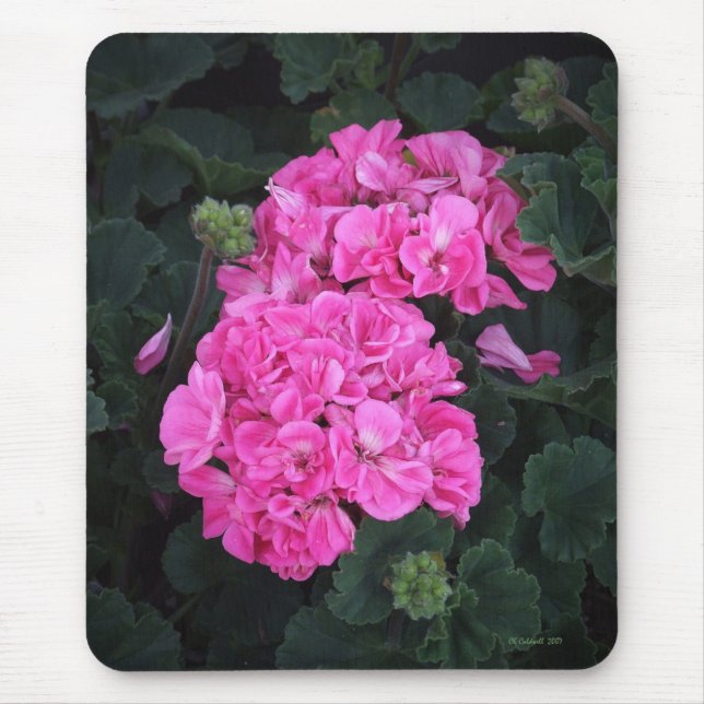 Pink Geraniums Mouse Pad (Front)
