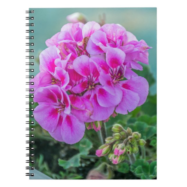 Pink geraniums notebook (Front)