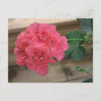 Pink Geraniums Postcards