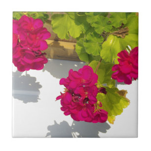 Pink Geraniums, pretty hot pink flowers Tile