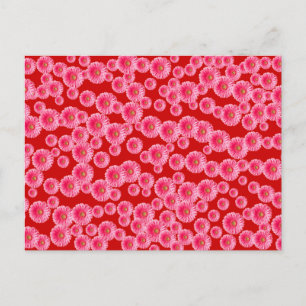 Pink Gerber Daisies Postcard