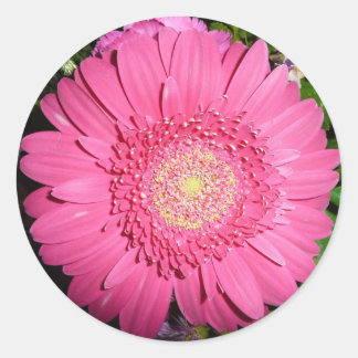 Pink Gerber Daisy Classic Round Sticker