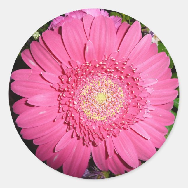 Pink Gerber Daisy Classic Round Sticker (Front)