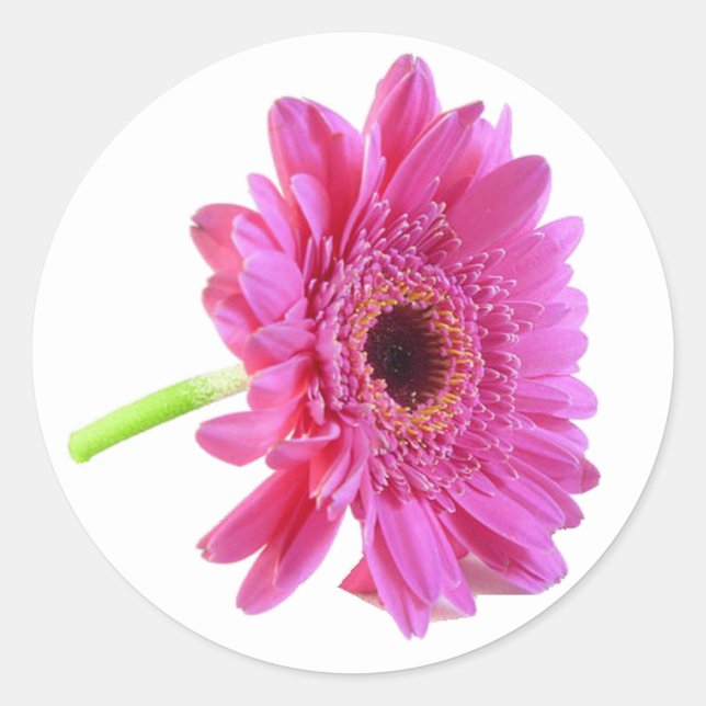 Pink Gerber Daisy Envelope Sticker (Front)