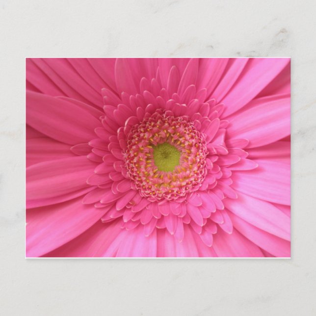 Pink Gerber Daisy Postcard (Front)