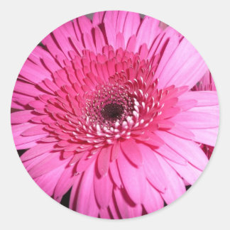 Pink Gerber Daisy sticker