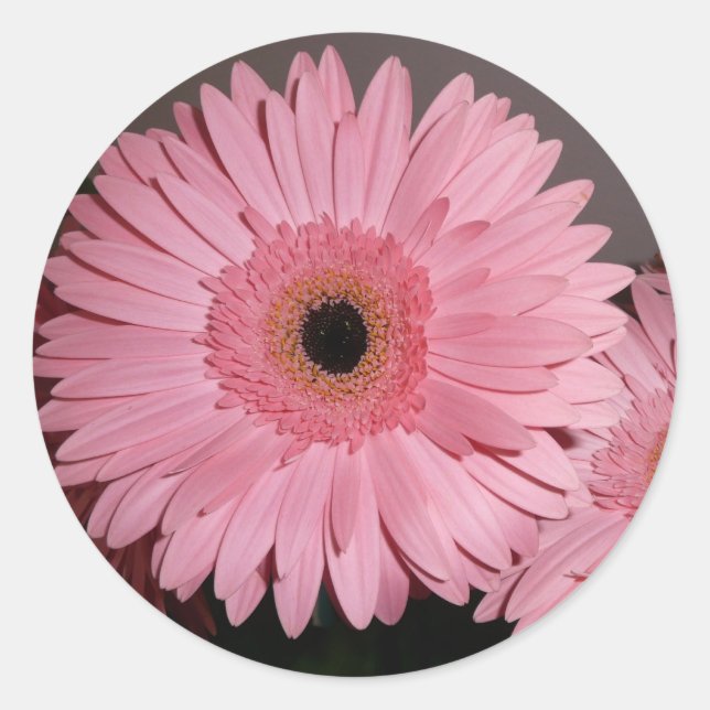 pink gerber daisy sticker (Front)