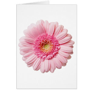 Pink Gerbera Daisy