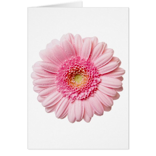 Pink Gerbera Daisy (Front)
