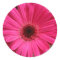 Pink Gerbera Daisy