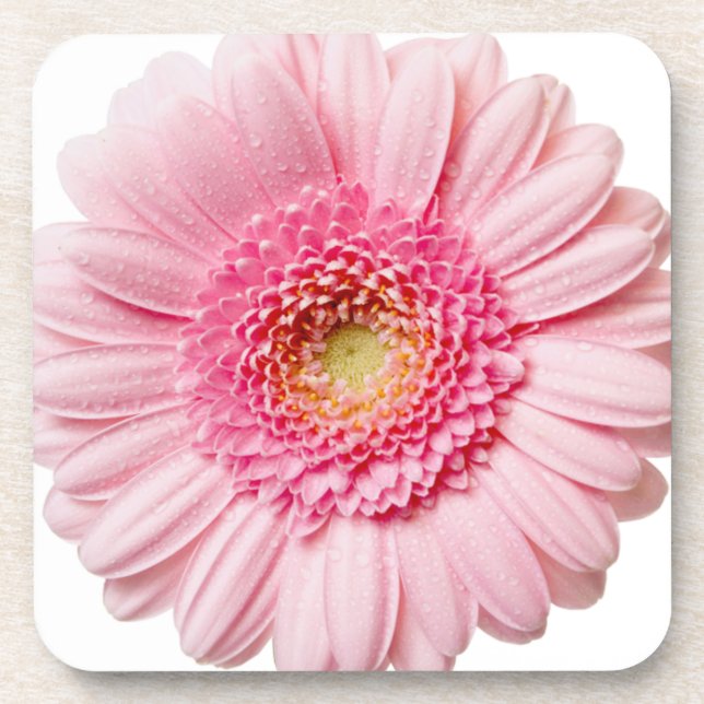 Pink Gerbera Daisy Coaster (Front)