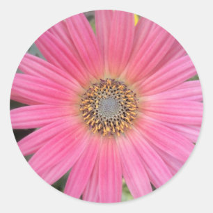 Pink Gerbera Daisy Envelope Stickers