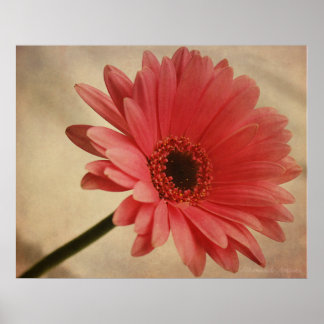 Pink Gerbera Daisy - Photographic Print