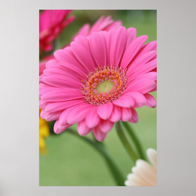 Pink Gerbera Daisy Poster Print (Front)