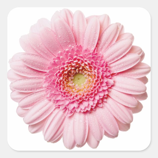 Pink Gerbera Daisy Square Sticker (Front)