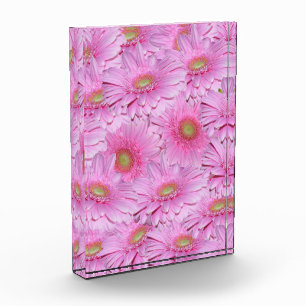 Pink Gerbera Flower Clusters, Photo Block