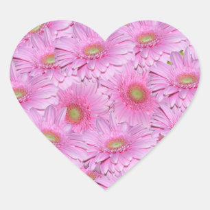 Pink Gerbera Flowers, Herat Stickers