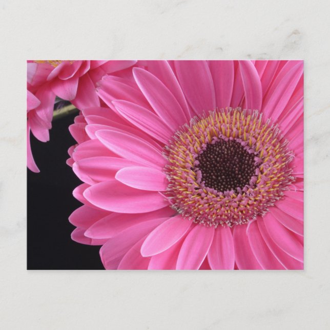 Pink Gerbera Postcard (Front)