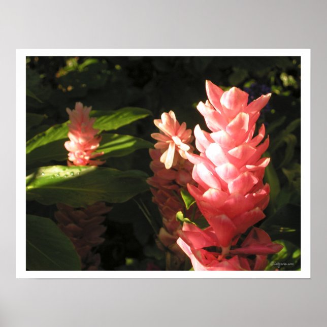 Pink Ginger No Maryann Affiche tropicale Imprimer (Devant)