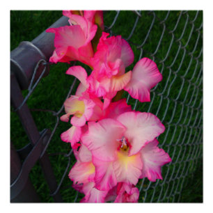 Pink Gladiola flower Perfect Poster