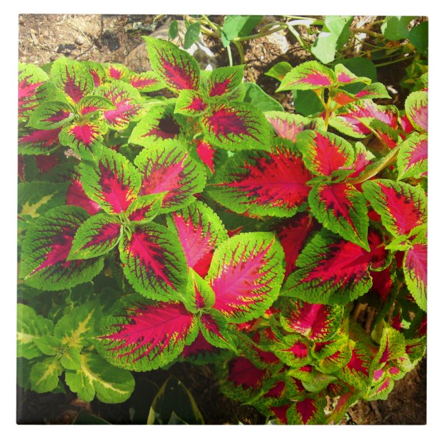 Pink Green Coleus Flower Tropical Tile (Front)