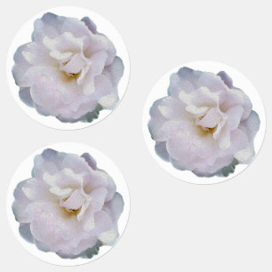 Pink grey rose
