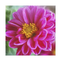Pink Heart Dahlia Canvas Prints
