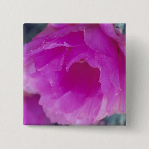 Pink Hedgehog Cactus blossom (Echinocereus 2 Inch Square Button