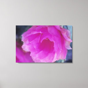 Pink Hedgehog Cactus blossom (Echinocereus Canvas Print