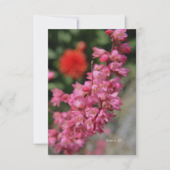 Pink Heuchera Card (Front)
