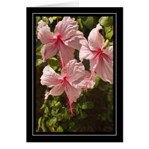 Pink Hibiscus Blank Card