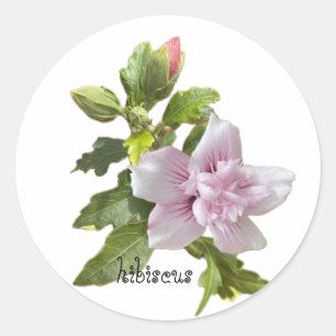 Pink hibiscus classic round sticker