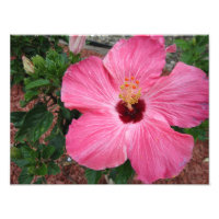 Pink Hibiscus Floral Flower Nature Photo Print Art