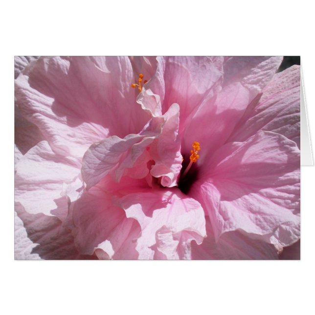 Pink Hibiscus Flower (Front Horizontal)