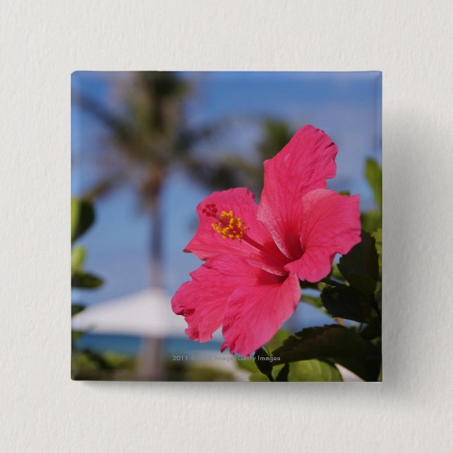 Pink hibiscus flower 2 inch square button (Front)