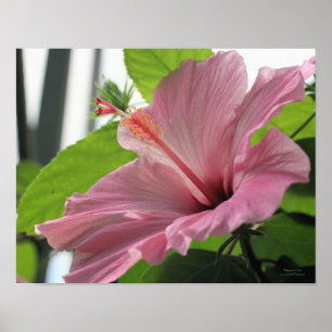 Pink Hibiscus Flower Close Up Poster