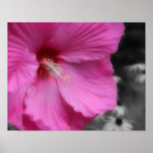 Pink Hibiscus Flower Partial Colour  Poster