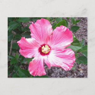 Pink Hibiscus Flower Photo Postcard