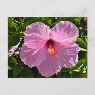 Pink Hibiscus Flower Postcard