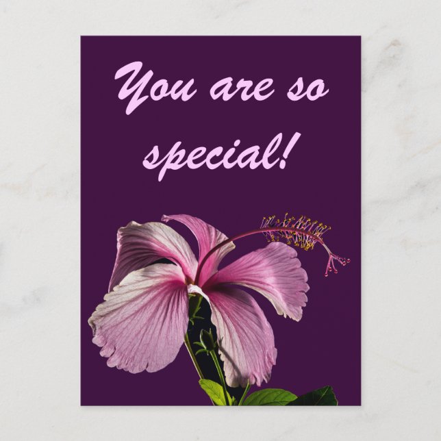 Pink Hibiscus Flower Side View Postcard (Front)