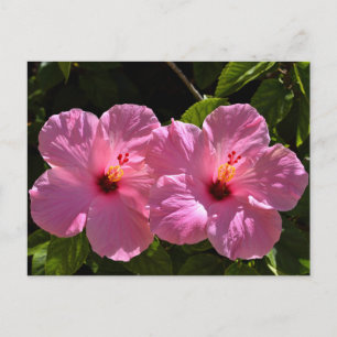 Pink Hibiscus Flowers Postcard