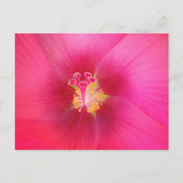 Pink Hibiscus Postcard (Front)