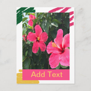 Pink Hibiscus Postcard