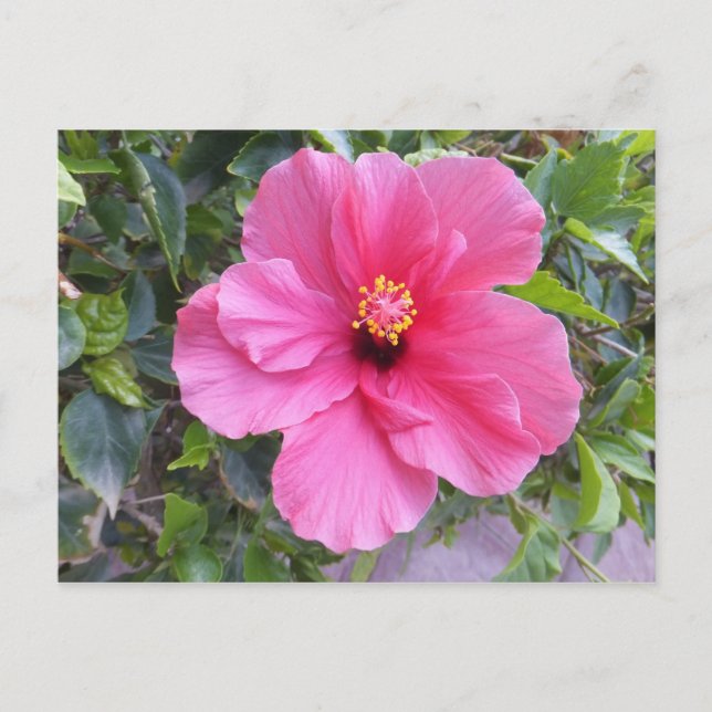 Pink Hibiscus postcard, customize Postcard (Front)