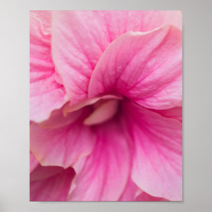 Pink Hibiscus Poster