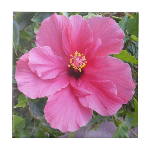 Pink Hibiscus tile (Front)