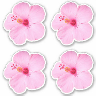 Pink Hibiscus Tropical Flower